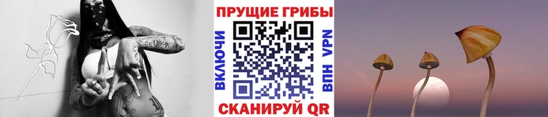 даркнет сайт  Чекалин  Псилоцибиновые грибы Psilocybe 